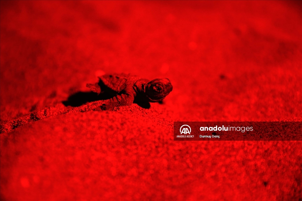 تلاش لاکپشت‌های سرخ نوزاد برای رسیدن به دریا در پلاژ معروف «ایزتوزو» ترکیه