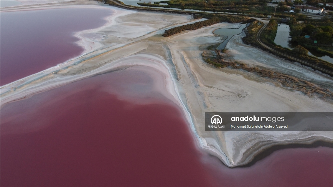 Fransa'daki ''tuz bataklığı'' pembe renge büründü 