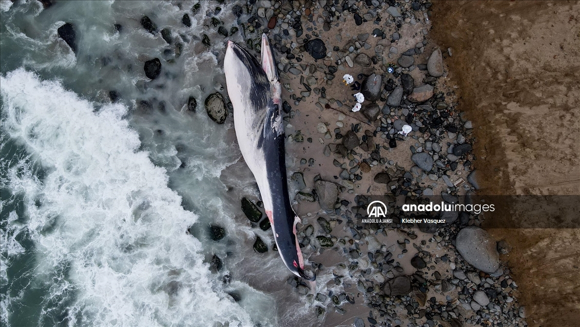 Dev balina cesedi Lima'daki Punta Hermosa plajı kıyısına vurdu