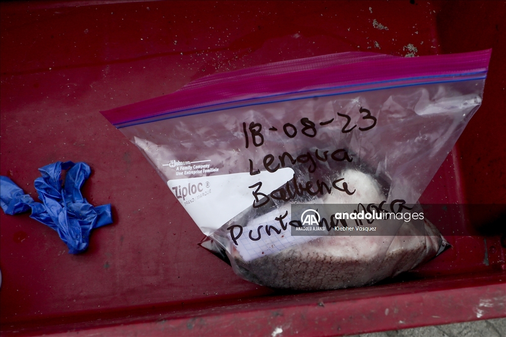 Dev balina cesedi Lima'daki Punta Hermosa plajı kıyısına vurdu