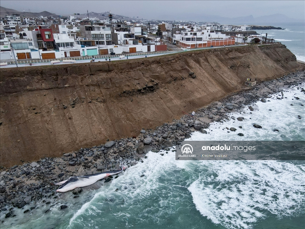 Dev balina cesedi Lima'daki Punta Hermosa plajı kıyısına vurdu