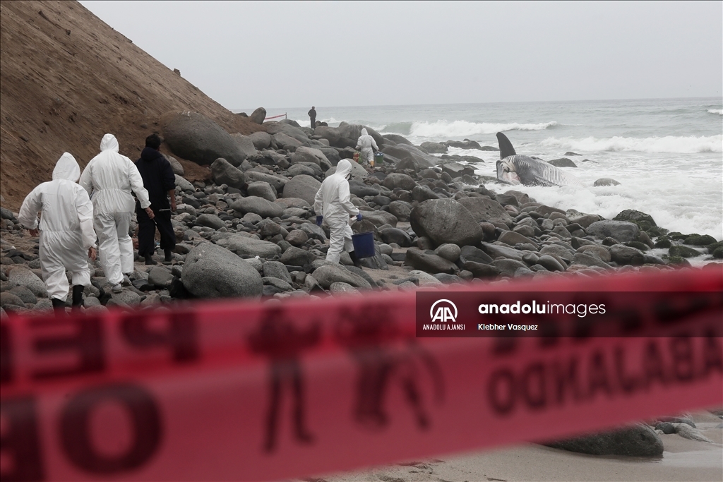 Dev balina cesedi Lima'daki Punta Hermosa plajı kıyısına vurdu