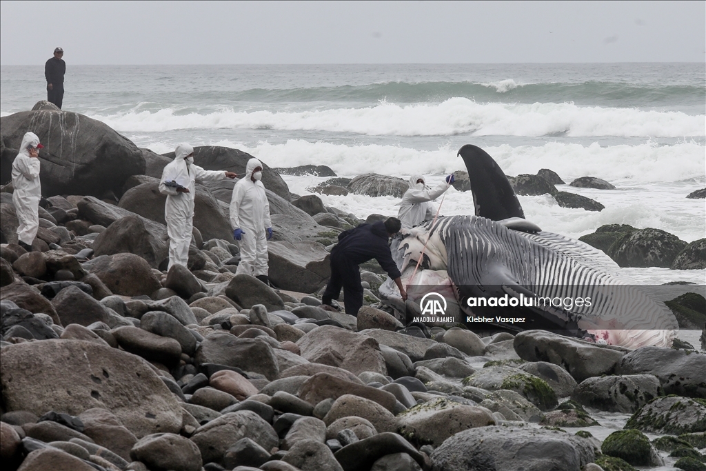 Dev balina cesedi Lima'daki Punta Hermosa plajı kıyısına vurdu