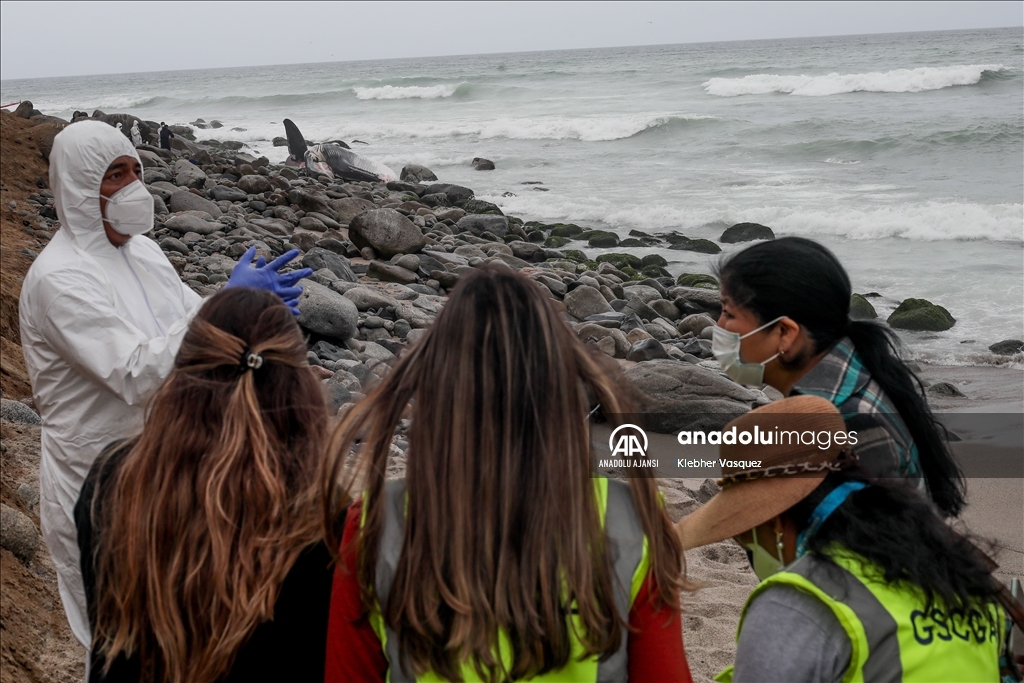 Dev balina cesedi Lima'daki Punta Hermosa plajı kıyısına vurdu