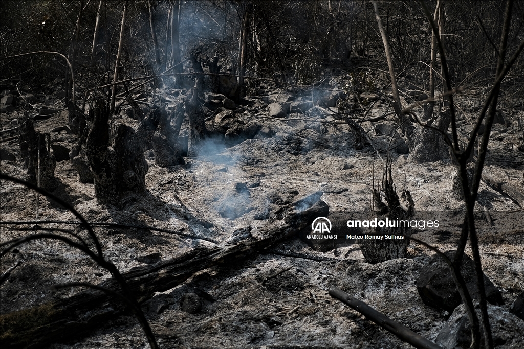 Bolivya'nın Quime kenti yakınlarındaki orman yangını kontrol altına alındı