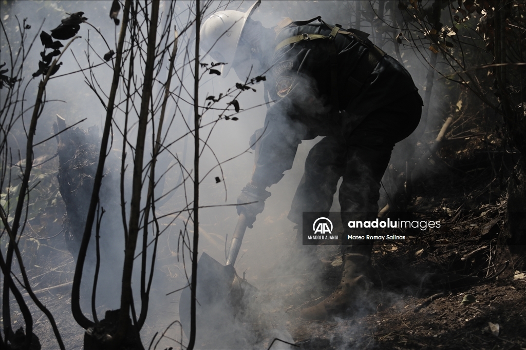 Bolivya'nın Quime kenti yakınlarındaki orman yangını kontrol altına alındı