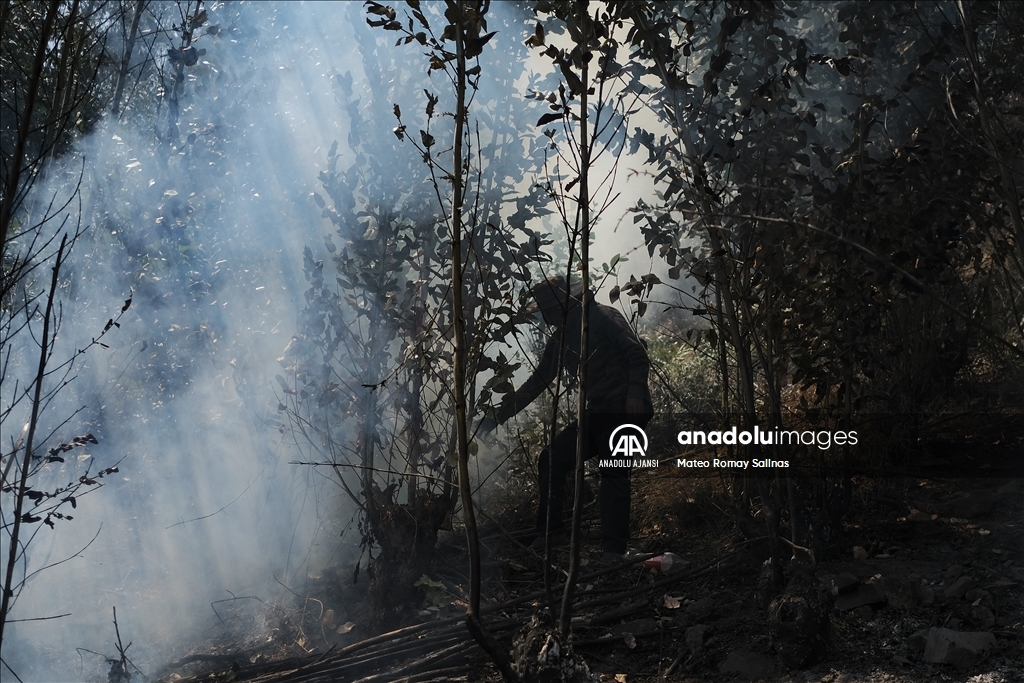 Bolivya'nın Quime kenti yakınlarındaki orman yangını kontrol altına alındı