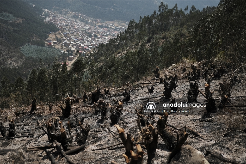 Bolivya'nın Quime kenti yakınlarındaki orman yangını kontrol altına alındı