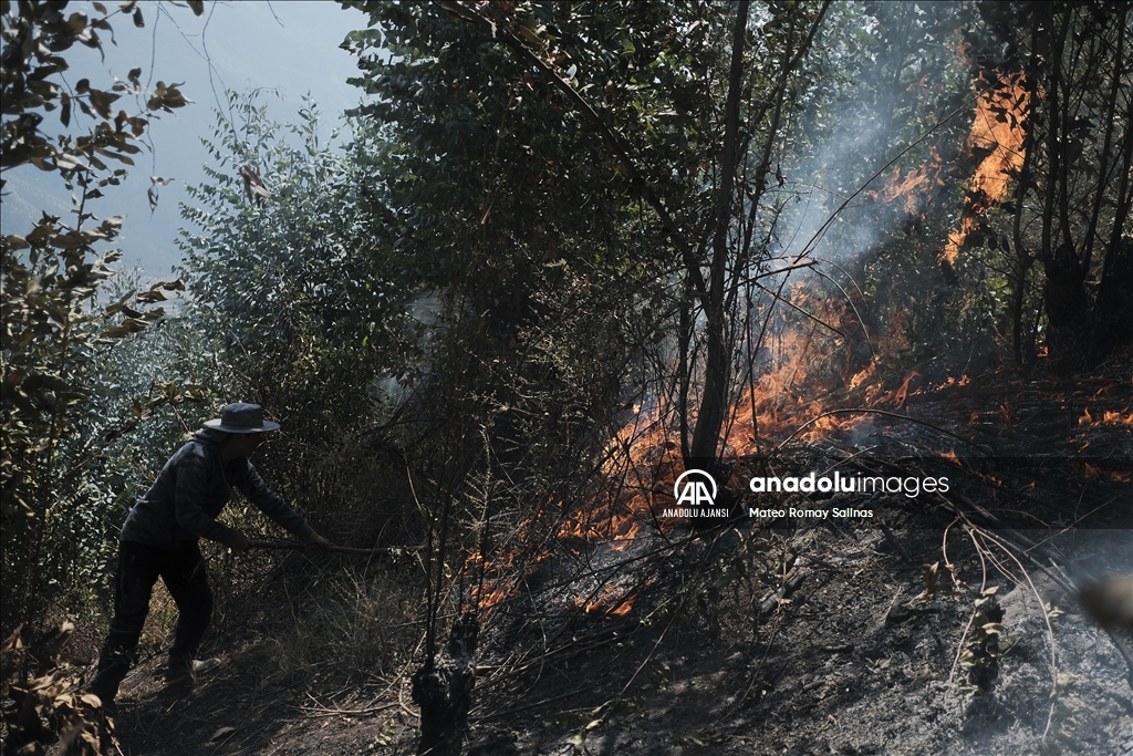 Bolivya'nın Quime kenti yakınlarındaki orman yangını kontrol altına alındı