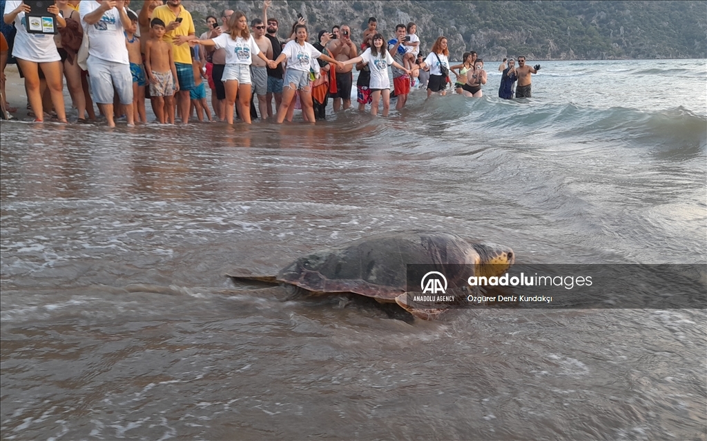 Морские черепахи редких видов после лечения выпущены в море на пляже Изтузу