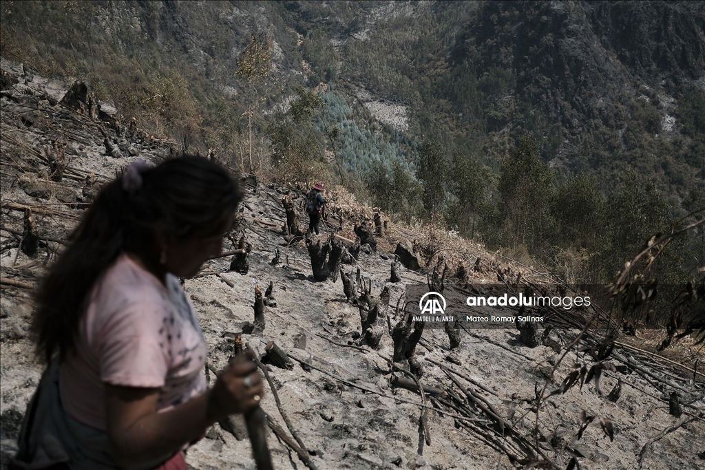 Bolivya'nın Quime kenti yakınlarındaki orman yangını kontrol altına alındı
