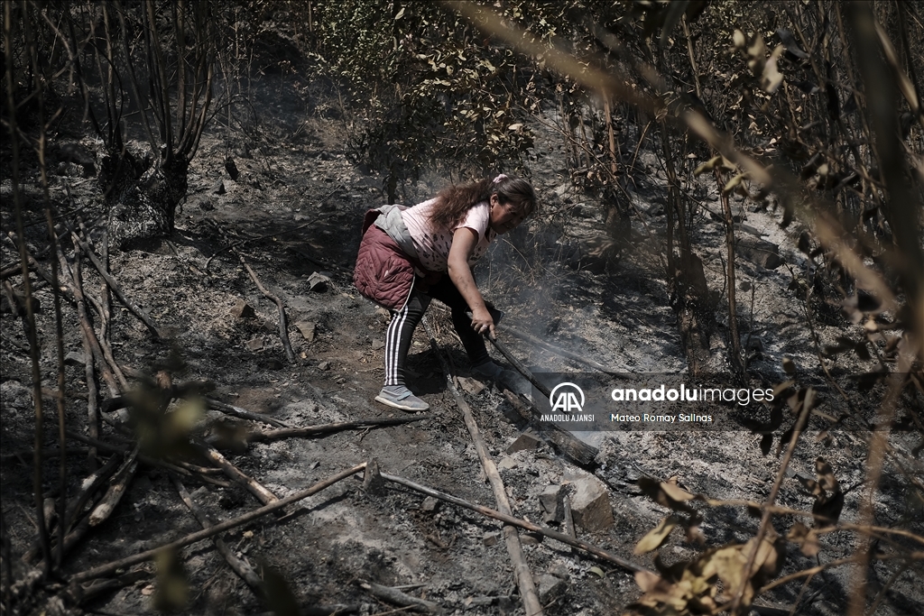 Bolivya'nın Quime kenti yakınlarındaki orman yangını kontrol altına alındı