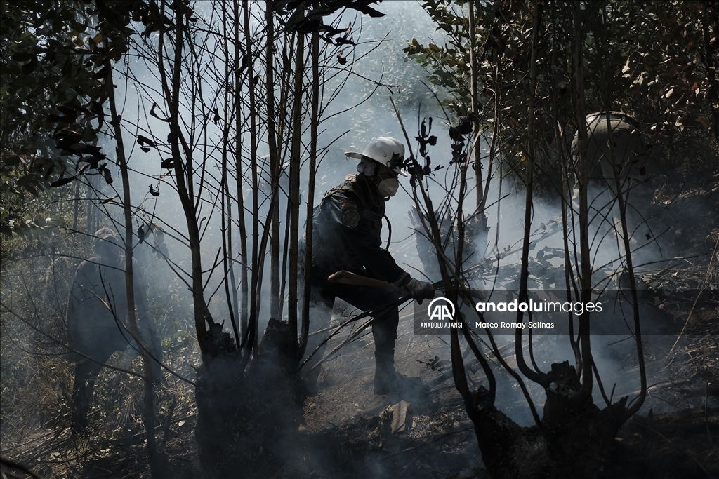 Bolivya'nın Quime kenti yakınlarındaki orman yangını kontrol altına alındı