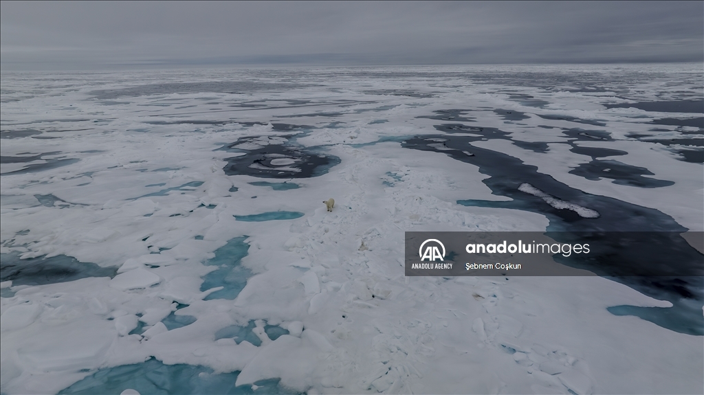 افزایش دما و ذوب شدن یخ‌ها؛ خطر در کمین خرس‌های قطبی