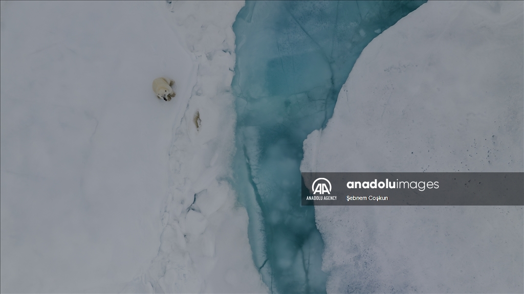 افزایش دما و ذوب شدن یخ‌ها؛ خطر در کمین خرس‌های قطبی