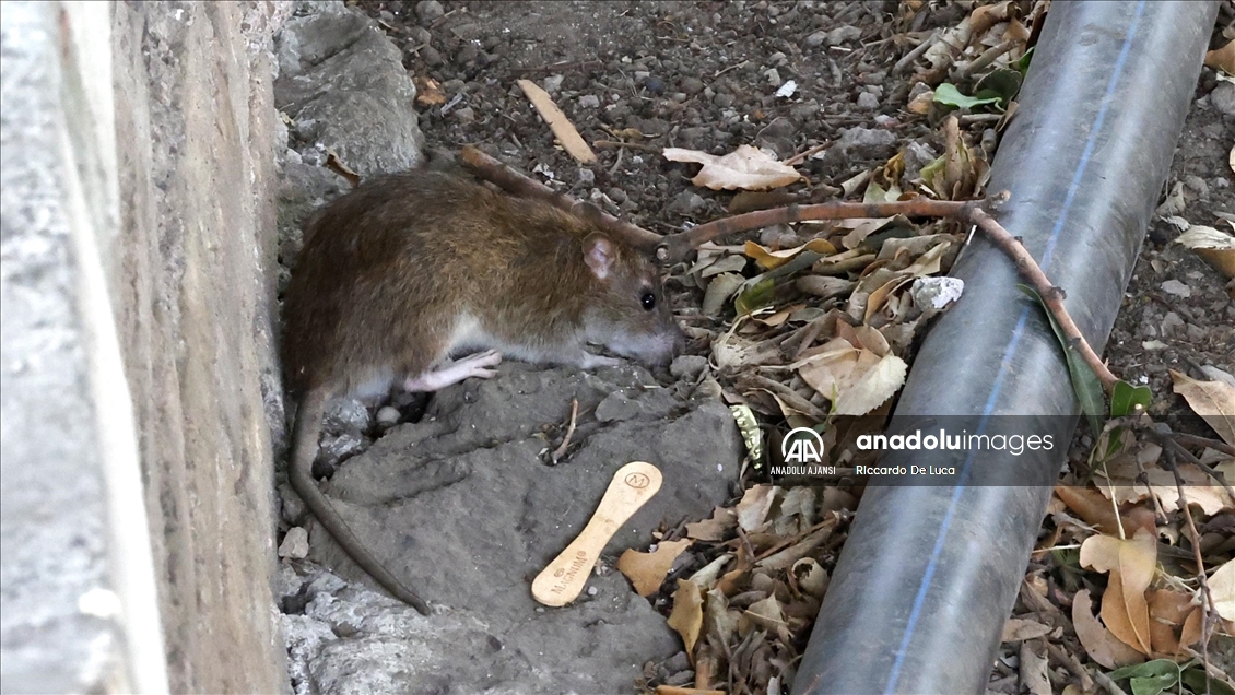 İtalya'da Kolezyum çevresinde fare istilası