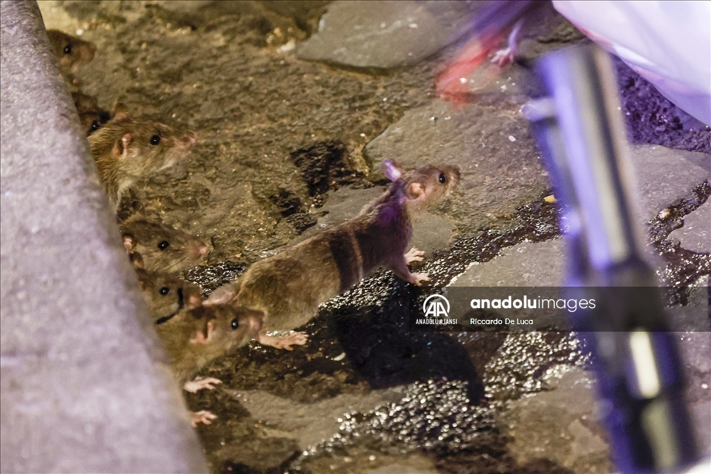 İtalya'da Kolezyum çevresinde fare istilası