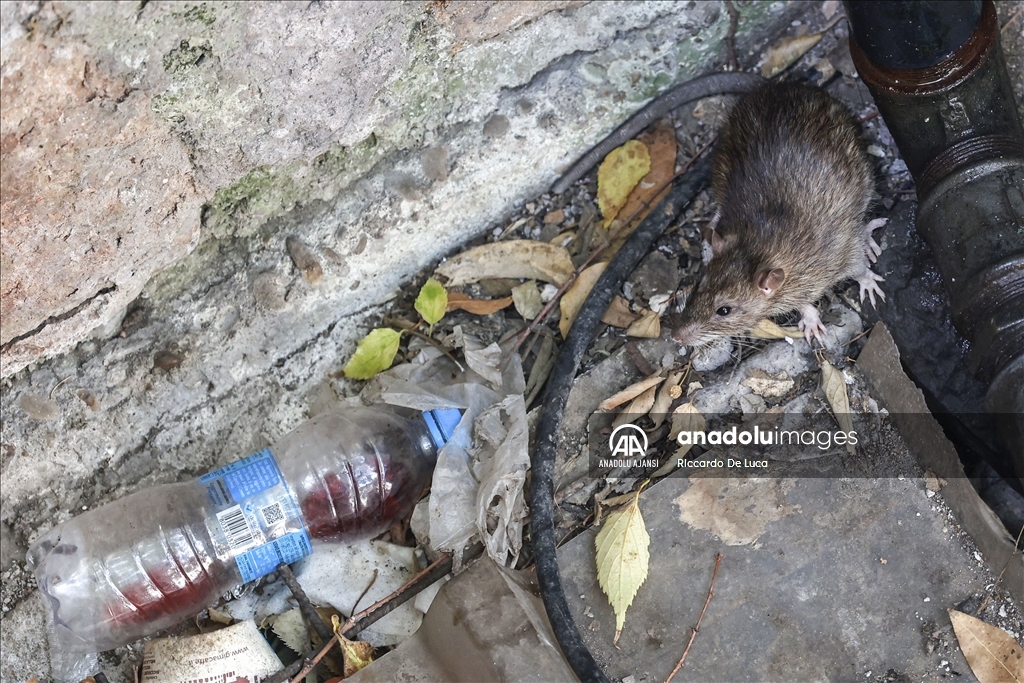 İtalya'da Kolezyum çevresinde fare istilası