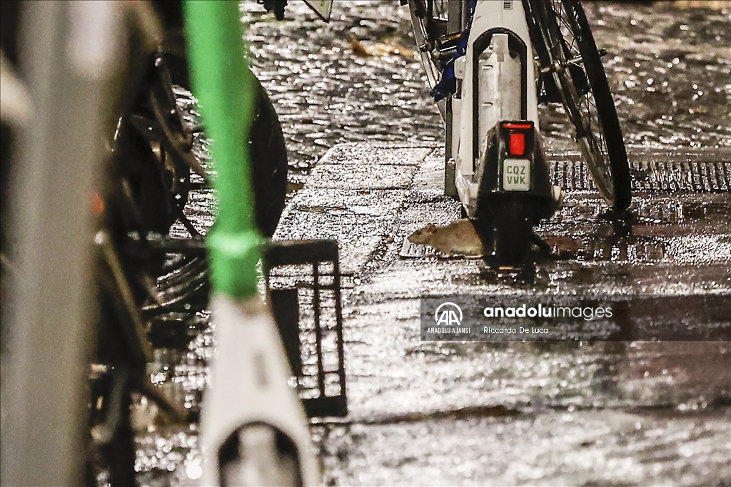 İtalya'da Kolezyum çevresinde fare istilası