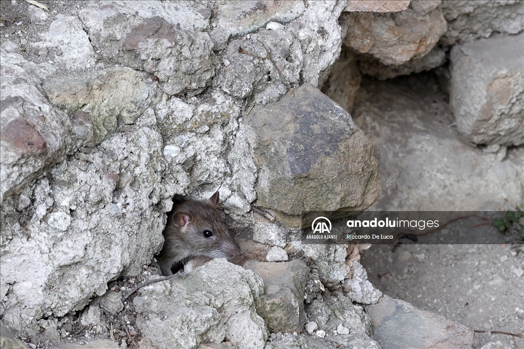 İtalya'da Kolezyum çevresinde fare istilası