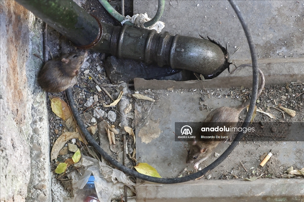 İtalya'da Kolezyum çevresinde fare istilası