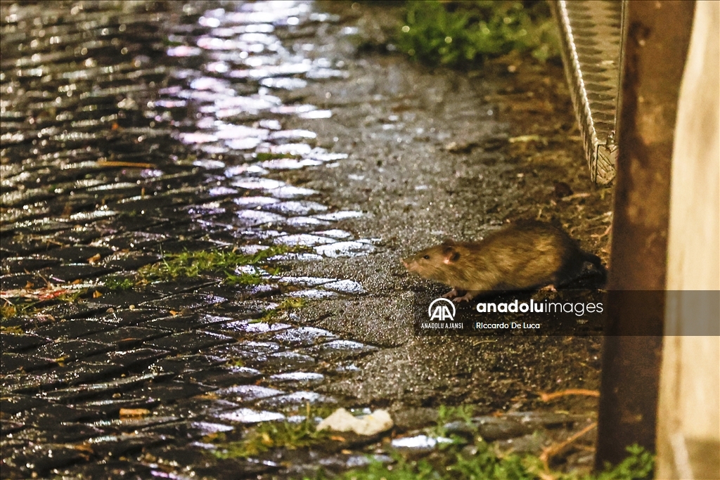 İtalya'da Kolezyum çevresinde fare istilası
