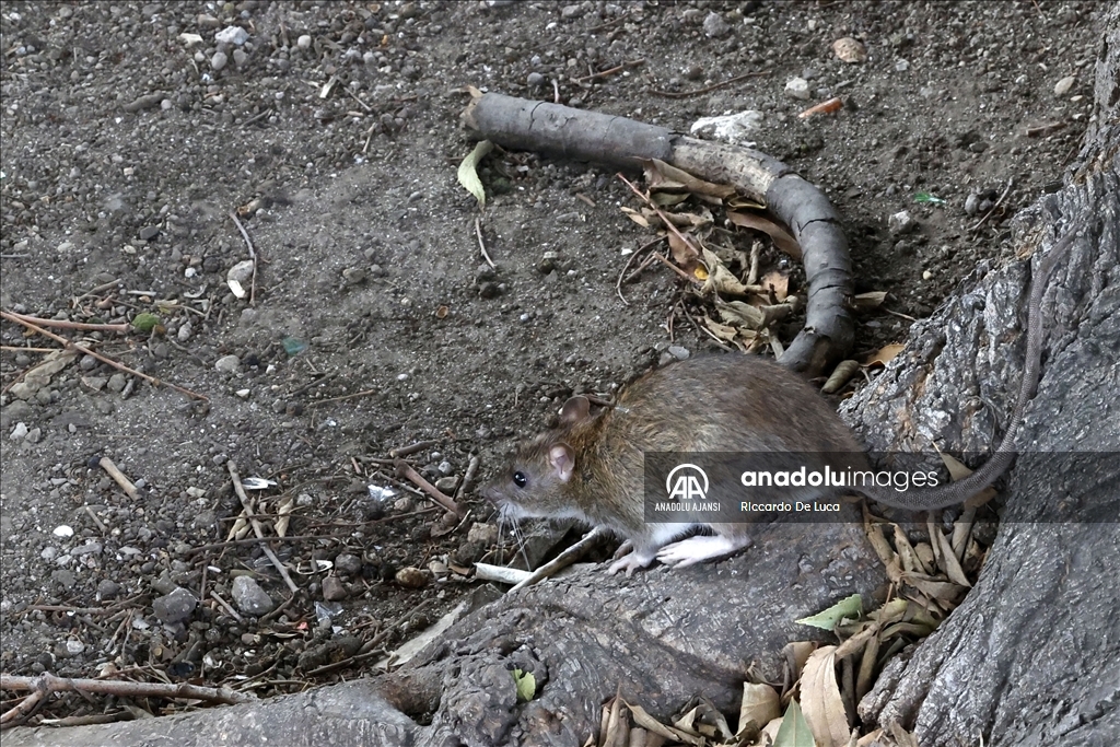 İtalya'da Kolezyum çevresinde fare istilası