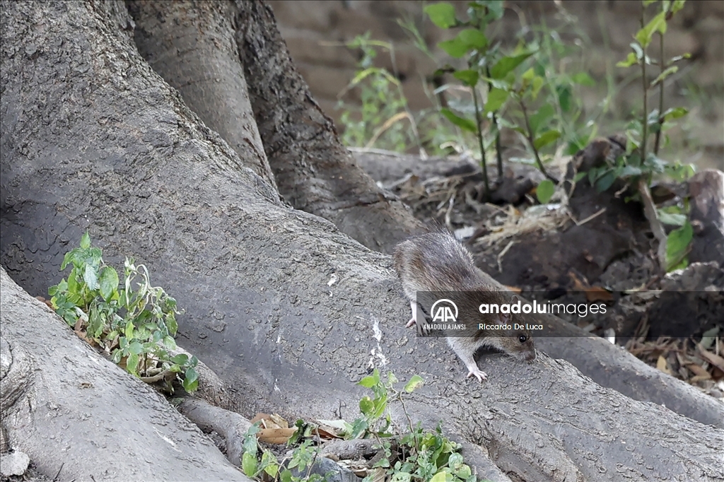 İtalya'da Kolezyum çevresinde fare istilası