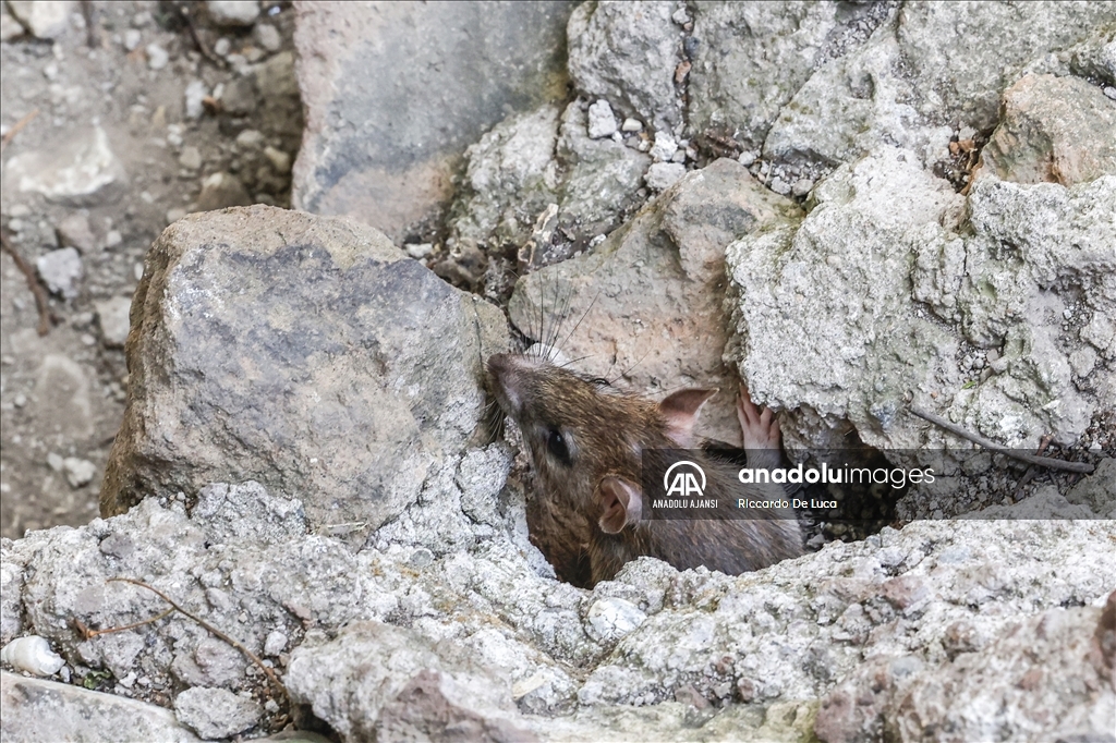 İtalya'da Kolezyum çevresinde fare istilası