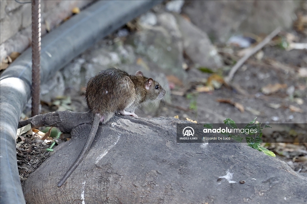 İtalya'da Kolezyum çevresinde fare istilası