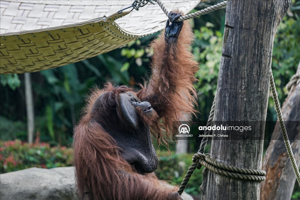 Bali's oldest Bornean orangutan 46th birthday celebration in Bali Zoo