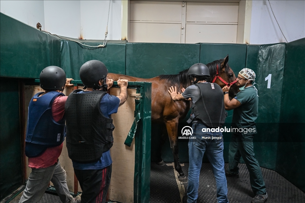 Paha biçilemeyen atlar bu hastanede tedavi ediliyor