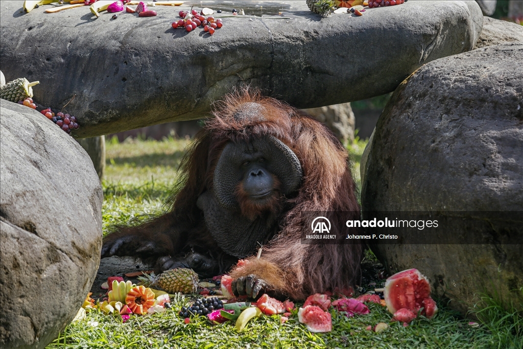 Bali's oldest Bornean orangutan 46th birthday celebration in Bali Zoo