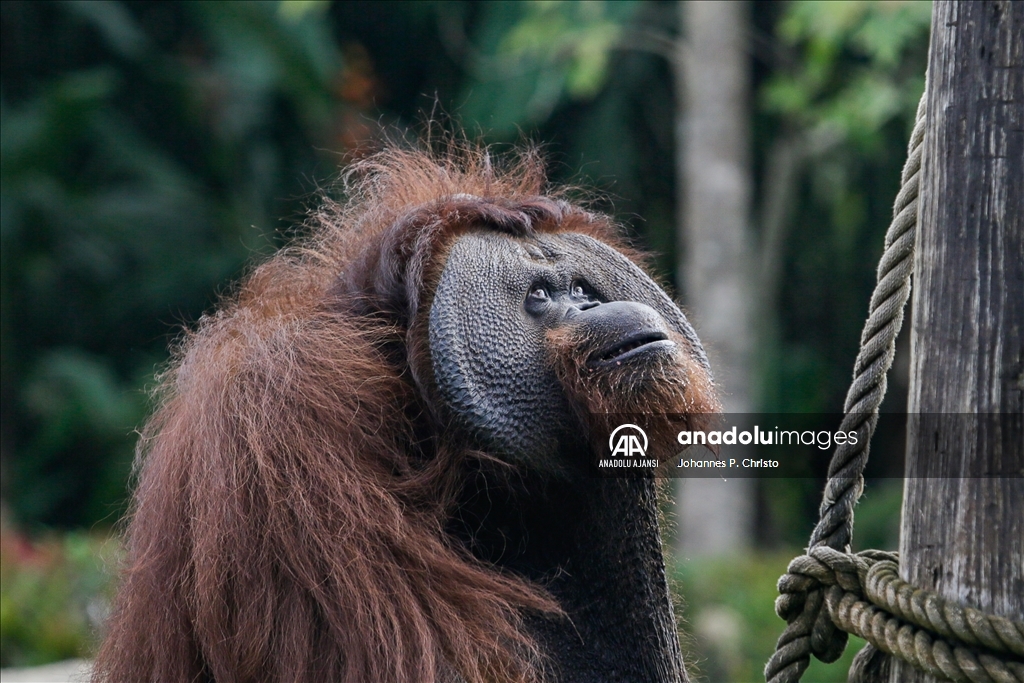 Bali'de Borneo orangutanı Jacky'nin doğum günü kutlandı