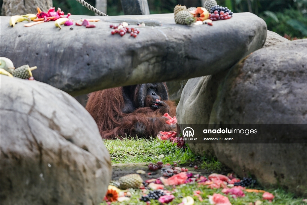 Bali's oldest Bornean orangutan 46th birthday celebration in Bali Zoo