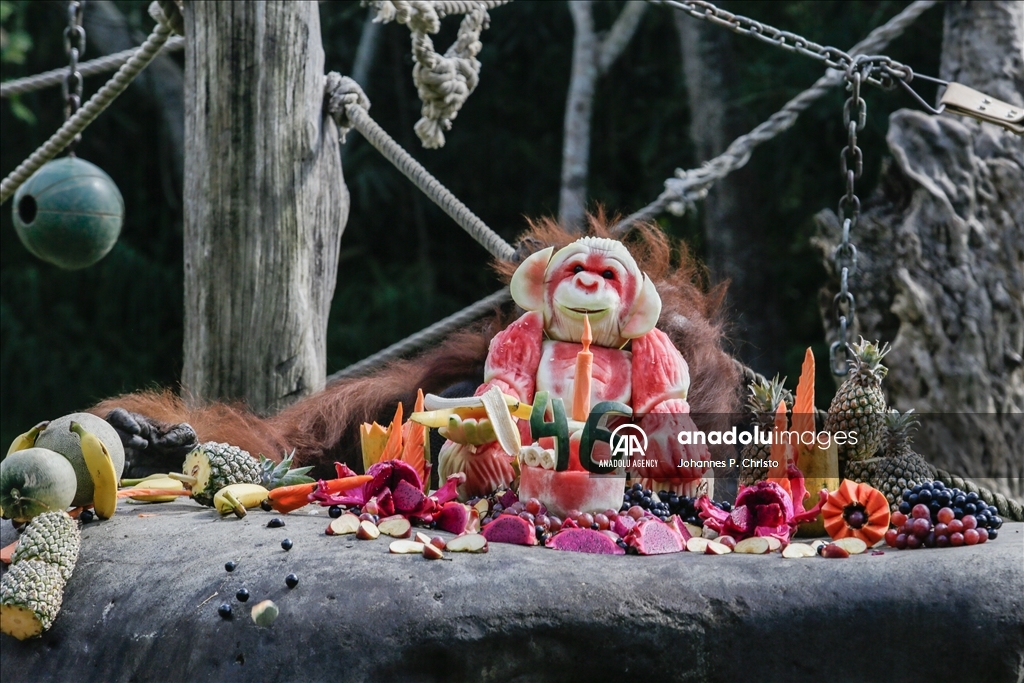 Bali's oldest Bornean orangutan 46th birthday celebration in Bali Zoo