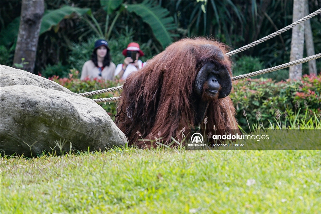 Bali's oldest Bornean orangutan 46th birthday celebration in Bali Zoo