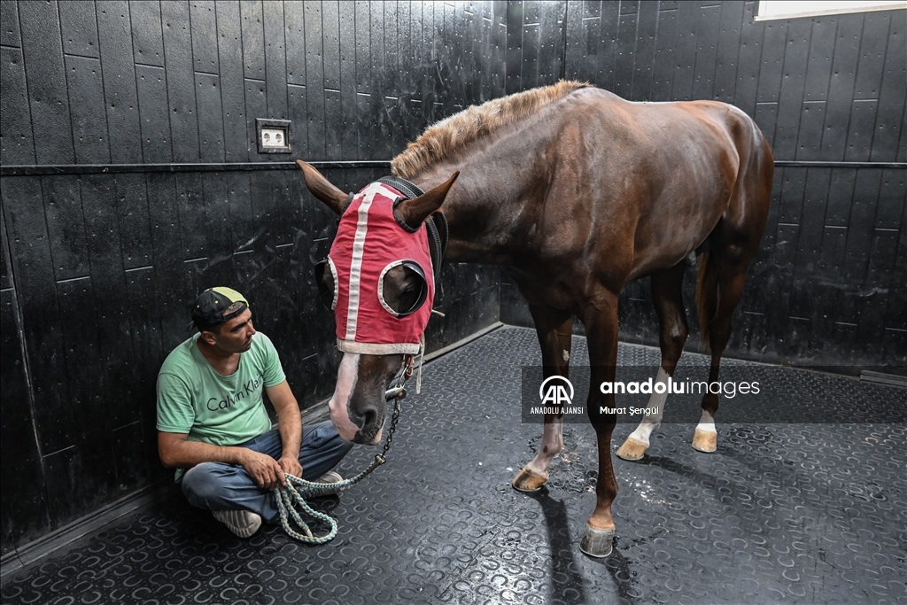 Paha biçilemeyen atlar bu hastanede tedavi ediliyor