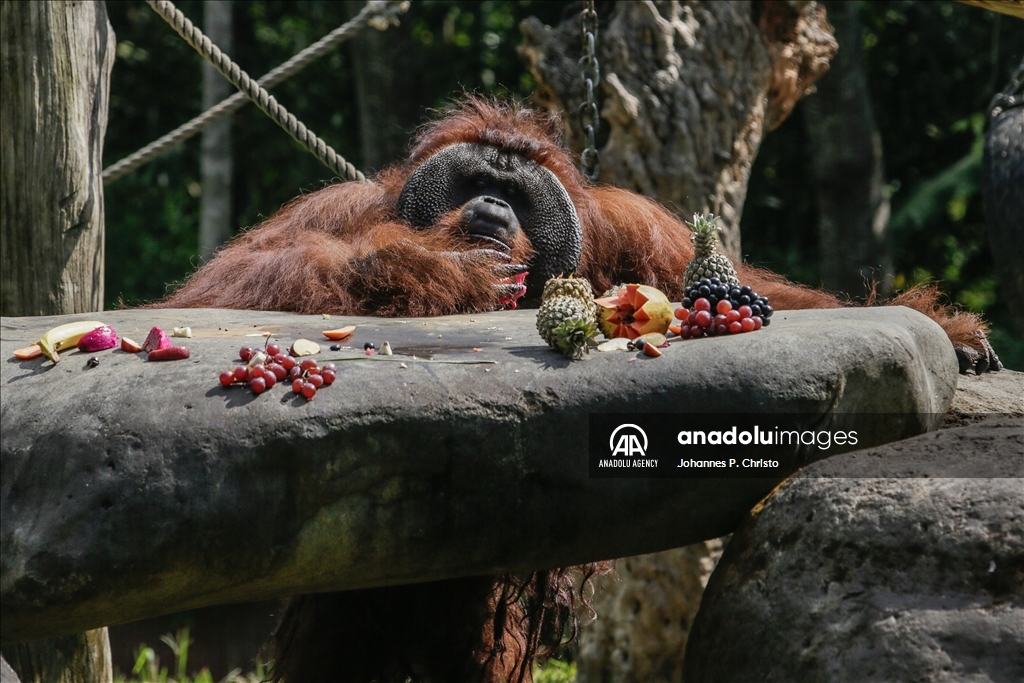 Bali's oldest Bornean orangutan 46th birthday celebration in Bali Zoo