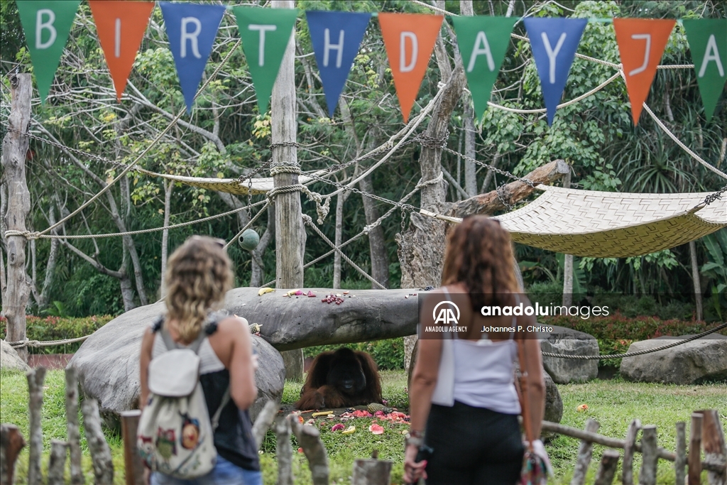 Bali's oldest Bornean orangutan 46th birthday celebration in Bali Zoo