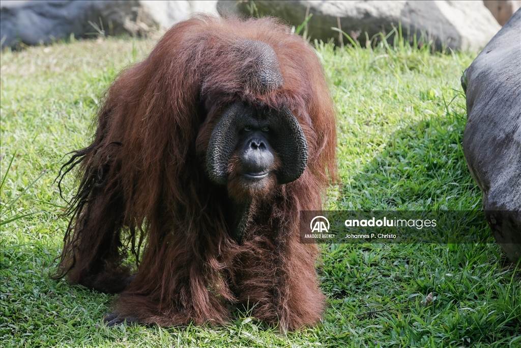Bali's oldest Bornean orangutan 46th birthday celebration in Bali Zoo