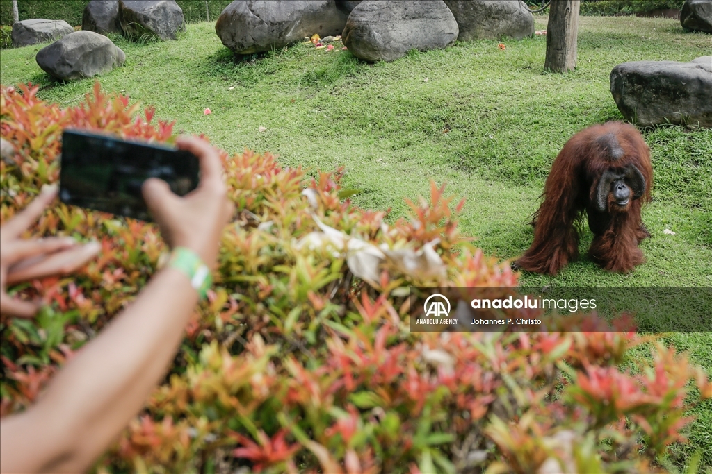 Bali's oldest Bornean orangutan 46th birthday celebration in Bali Zoo