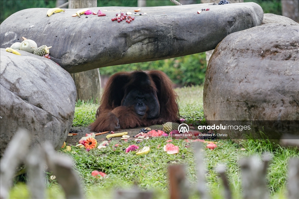 Bali's oldest Bornean orangutan 46th birthday celebration in Bali Zoo
