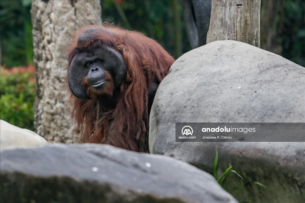 Indonezija: Najstariji orangutan na Baliju proslavio 46. rođendan