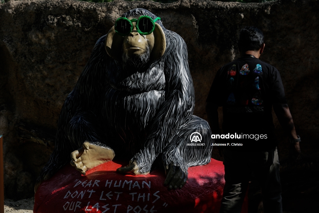 Bali's oldest Bornean orangutan 46th birthday celebration in Bali Zoo