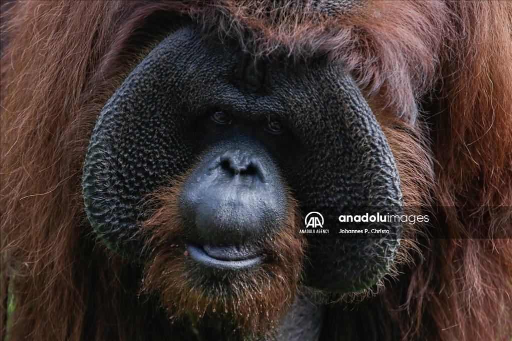 Bali's oldest Bornean orangutan 46th birthday celebration in Bali Zoo
