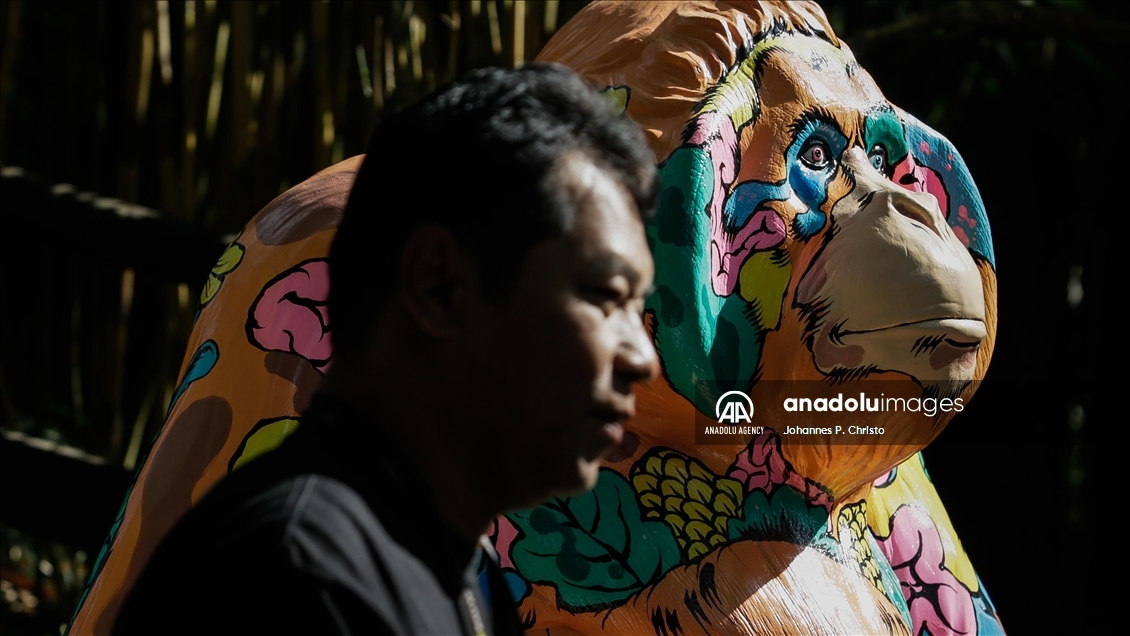 Bali's oldest Bornean orangutan 46th birthday celebration in Bali Zoo