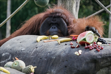 Indonezija: Najstariji orangutan na Baliju proslavio 46. rođendan