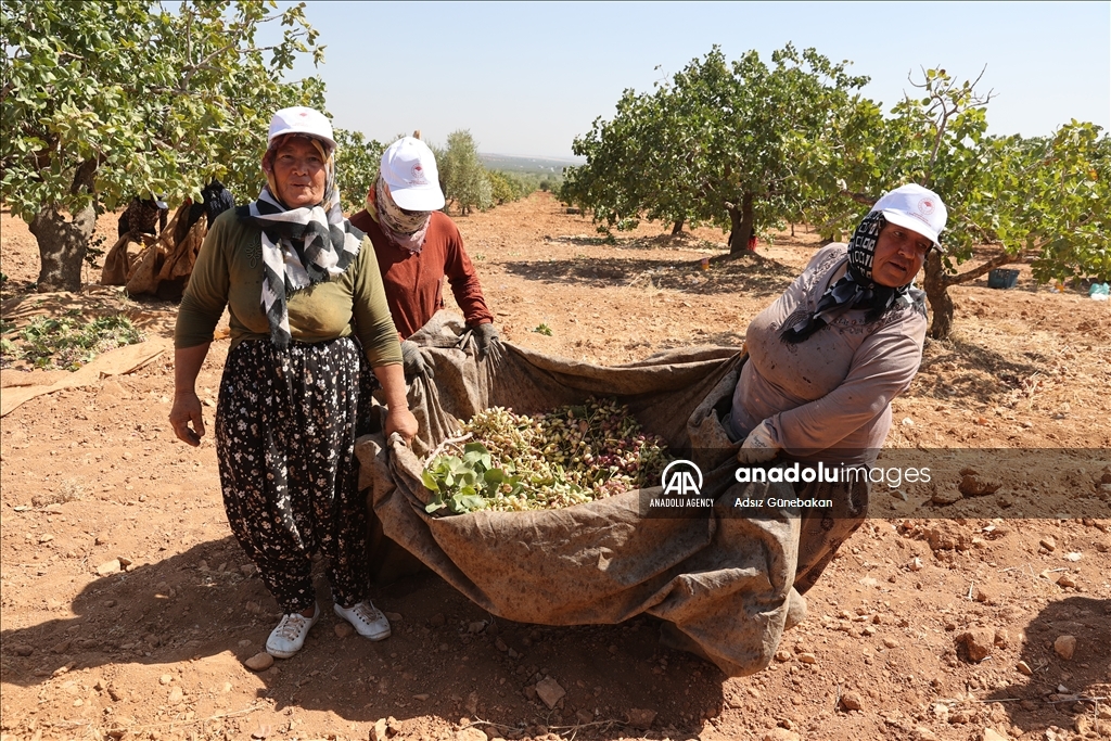 Ber û bereketa fistiqê Entabê zêde bû