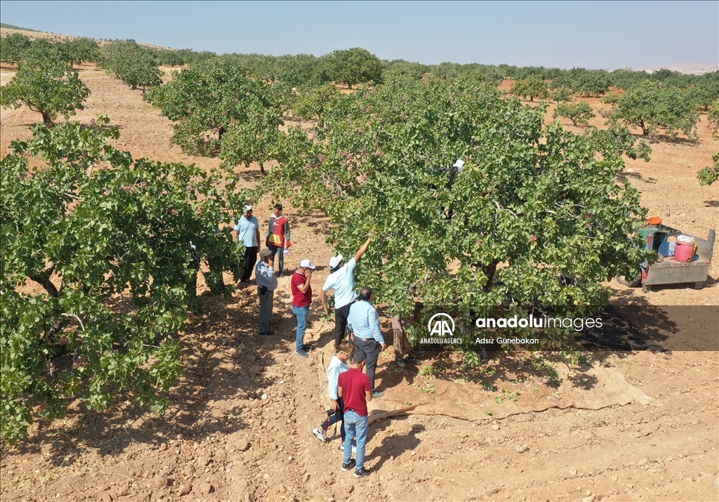 Ber û bereketa fistiqê Entabê zêde bû